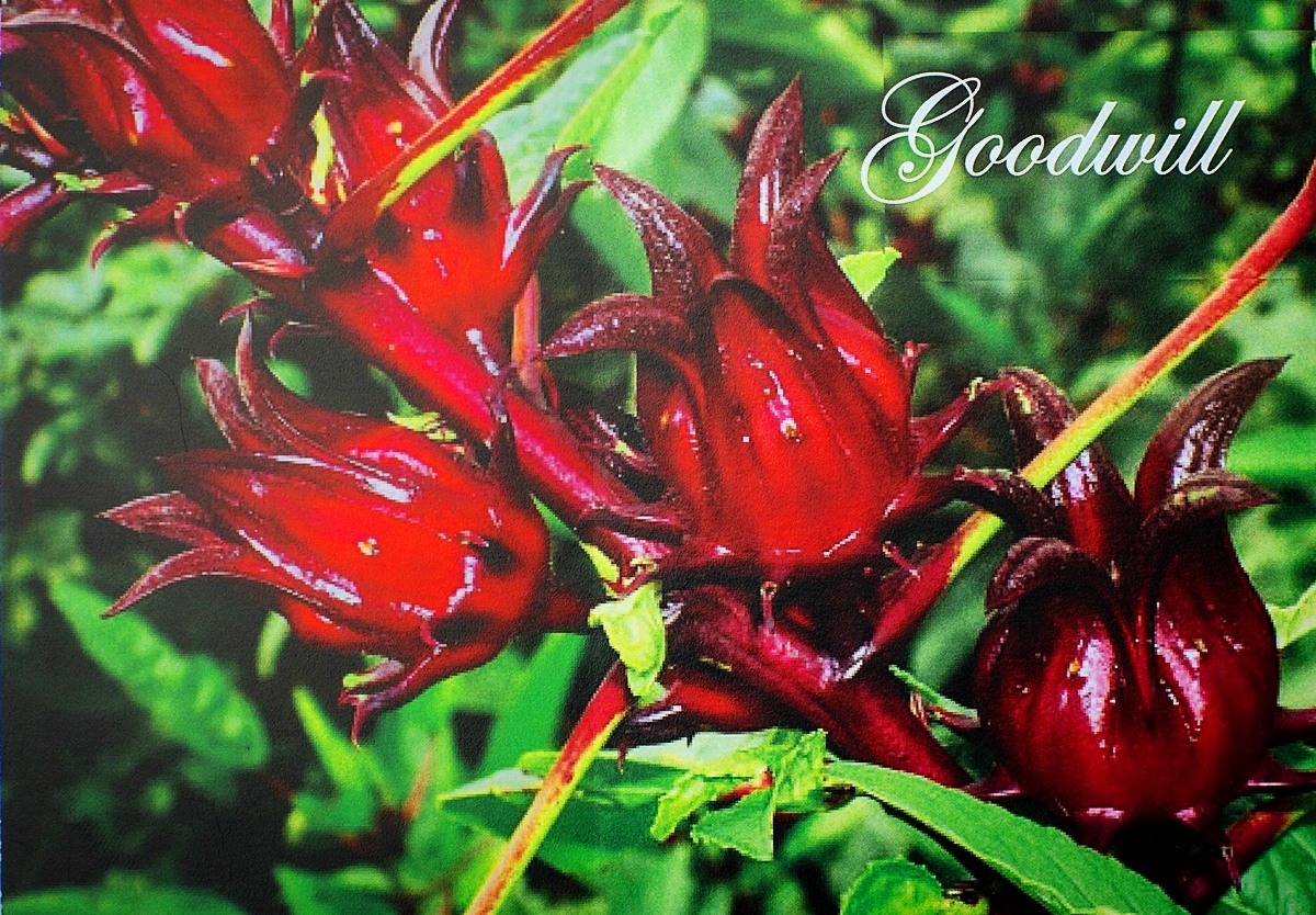 Christmas Goodwill Card 01 - Image 2