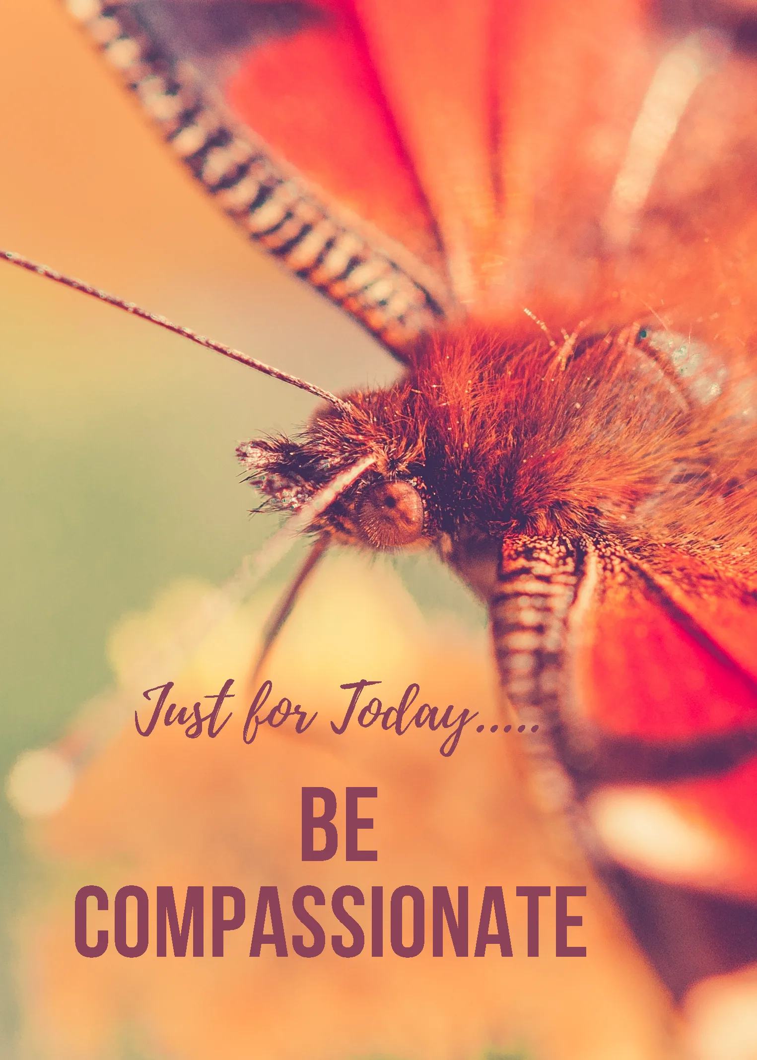 Be Compassionate 01 - Image 2