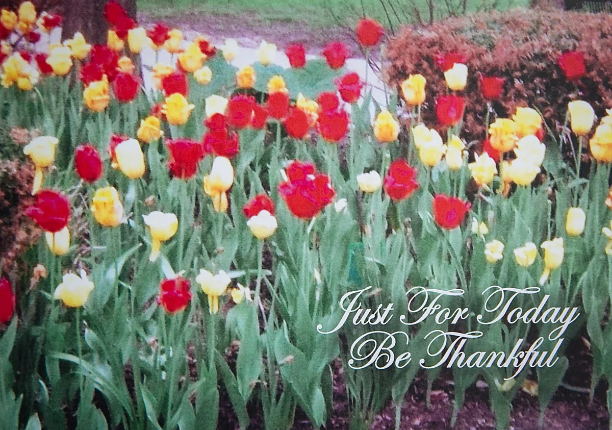 Be Thankful 01 - Image 2