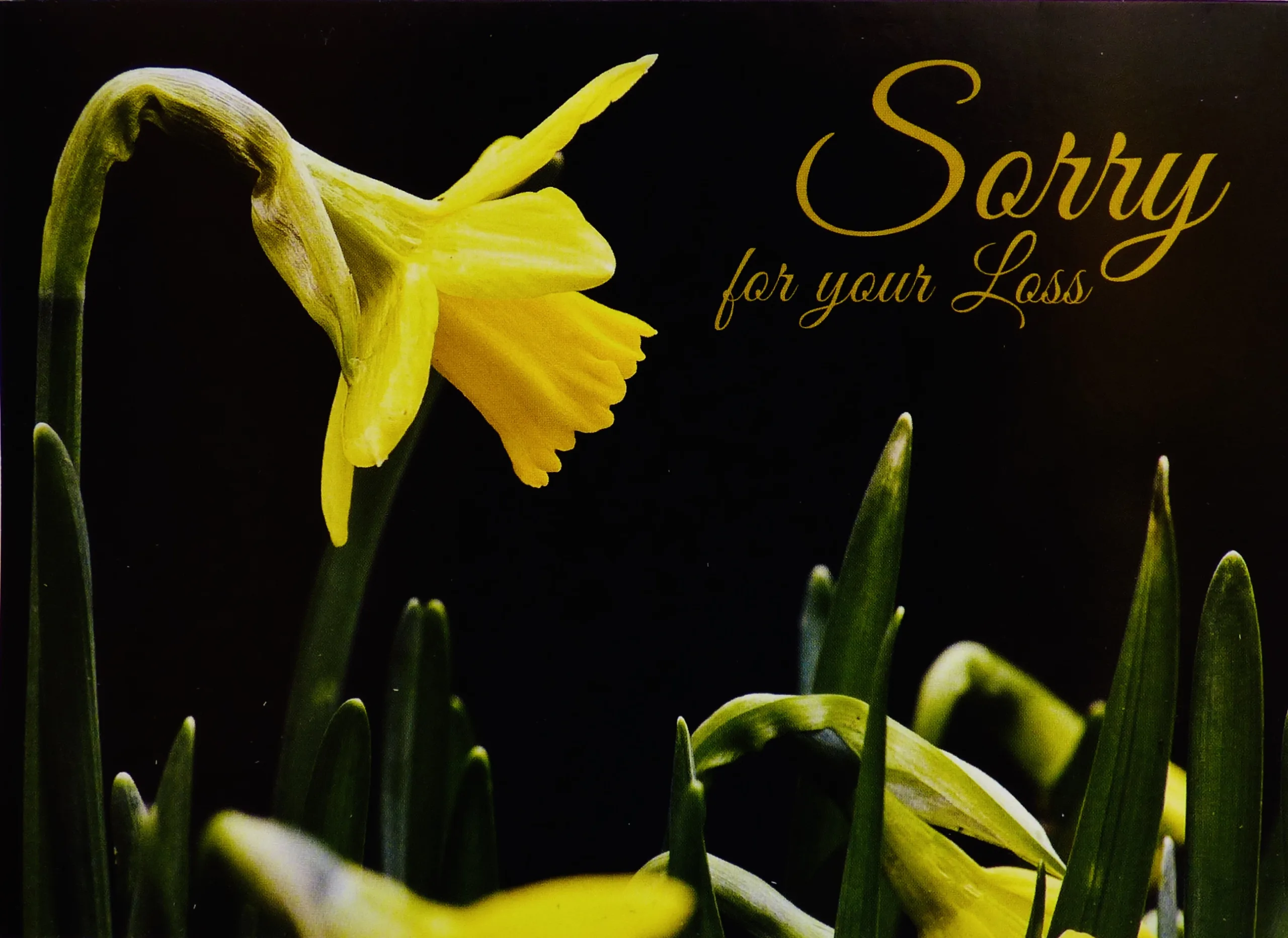 Sorry For Your Loss 01 - Image 3